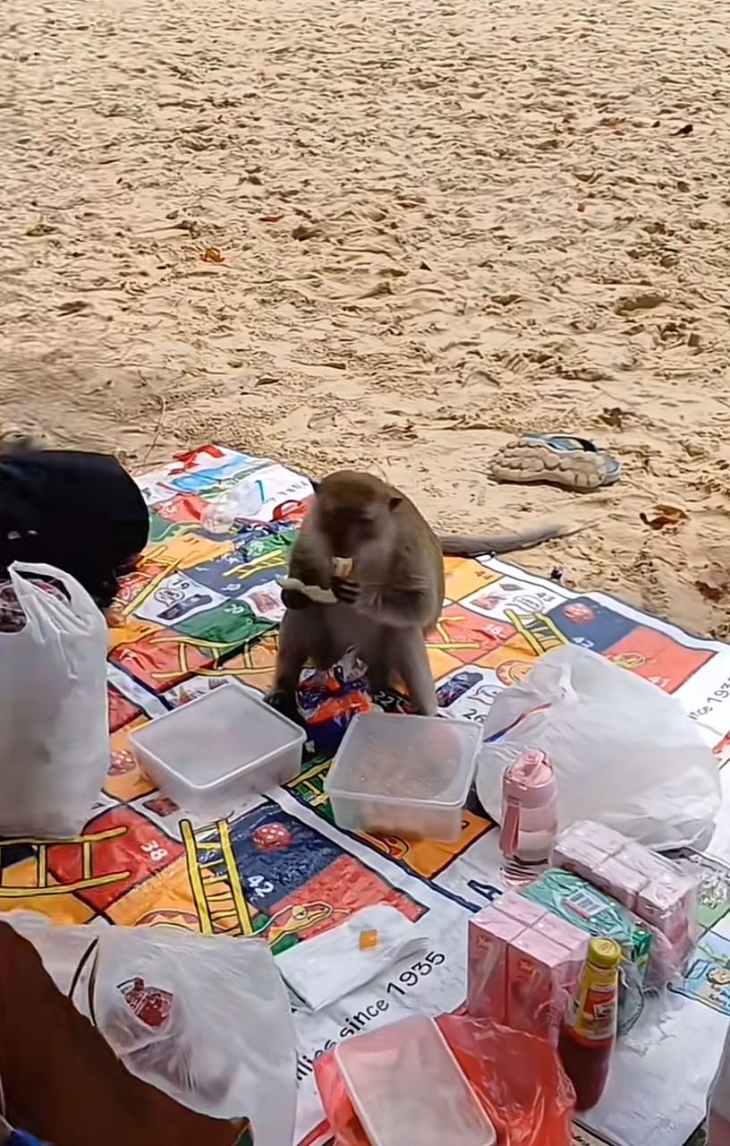 Monkey eating bread slice in a picnic