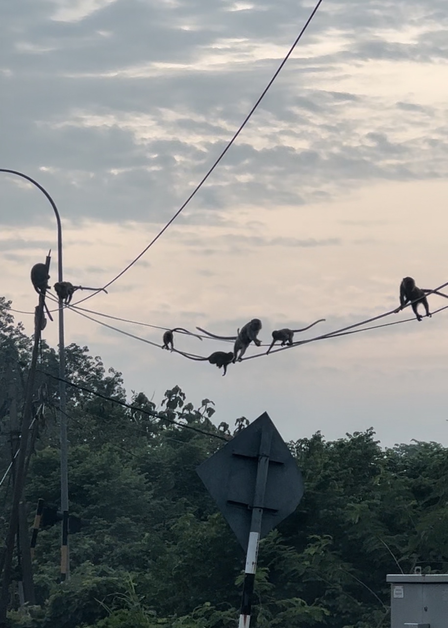 Monkey hanging onto power cables at sepang