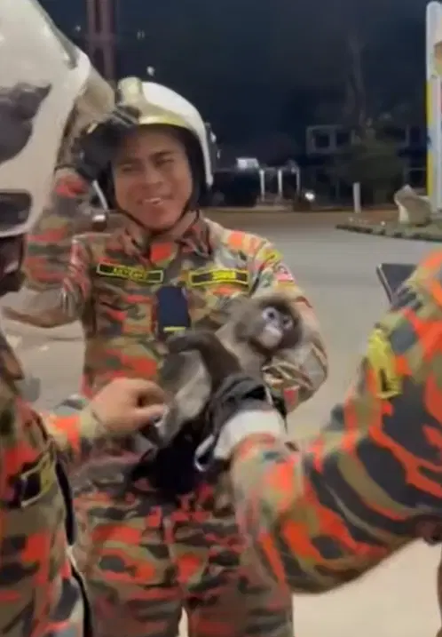 Monkey in shell station (2)