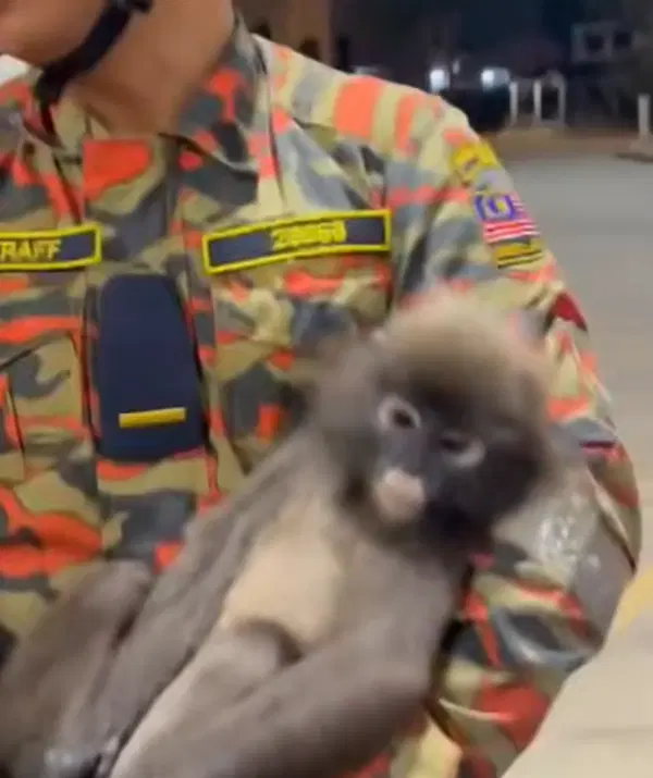 Monkey in shell station (3)