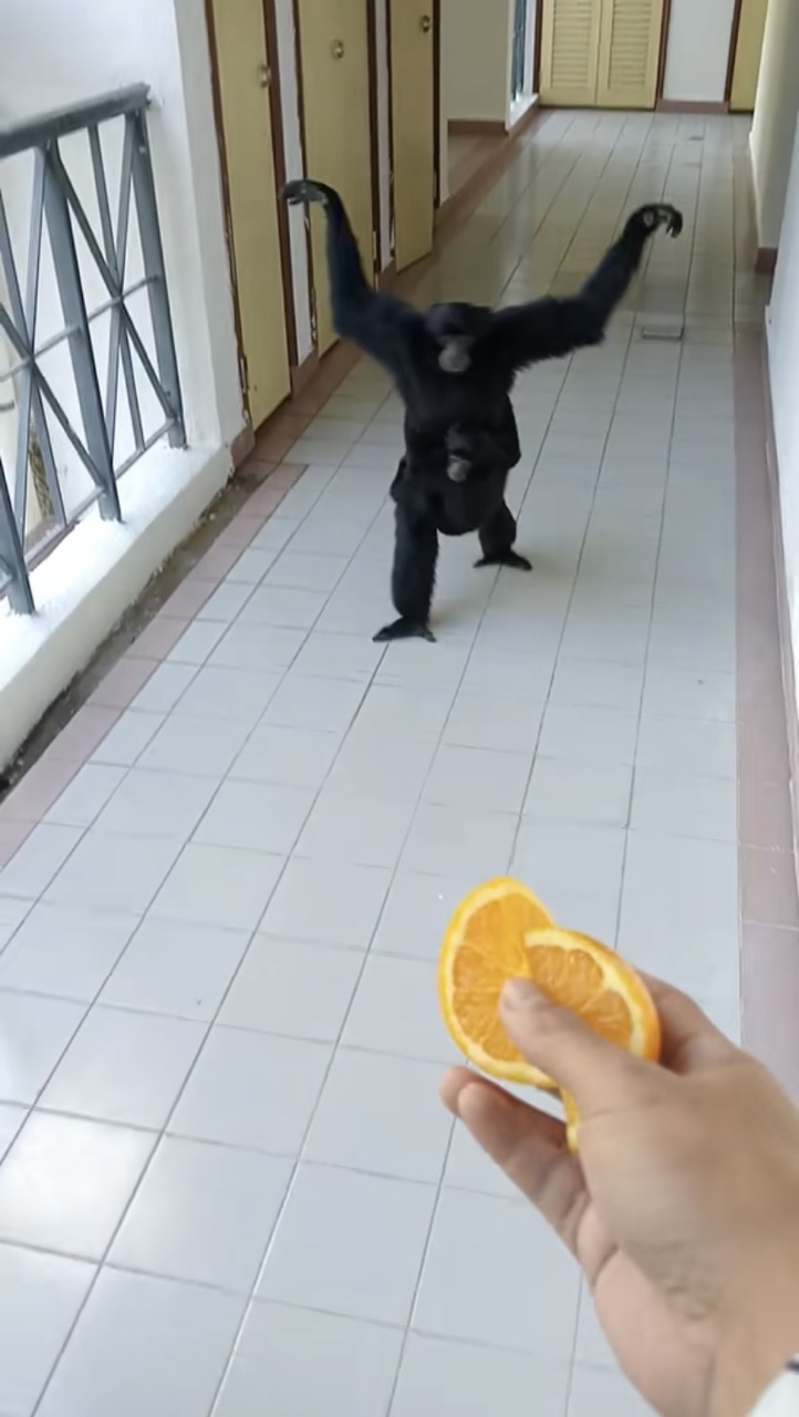 M’sian man feeds oranges to hungry monkeys who came running to him | weirdkaya