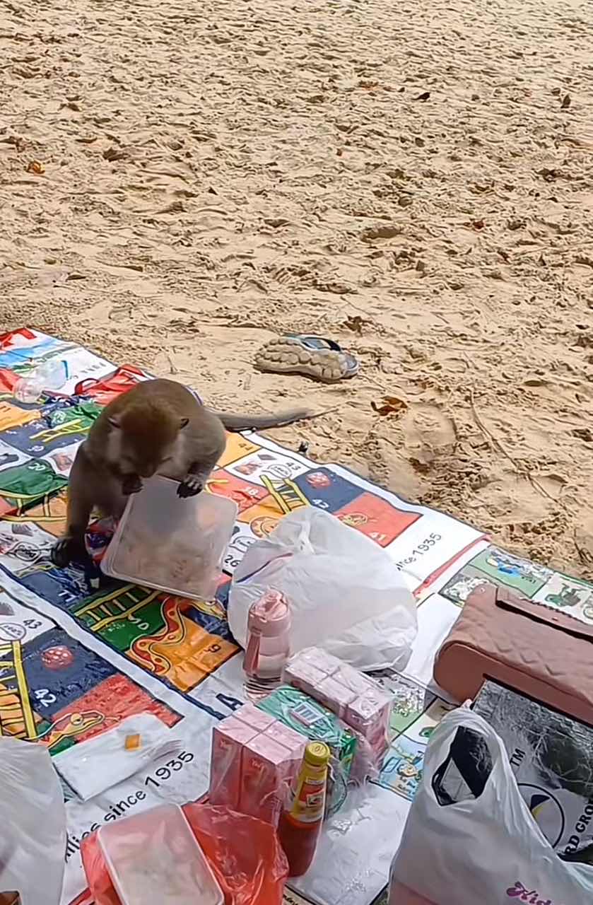 Monkey opens a tupperware