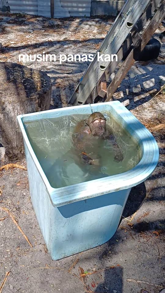 Monkey swimming in blue tub