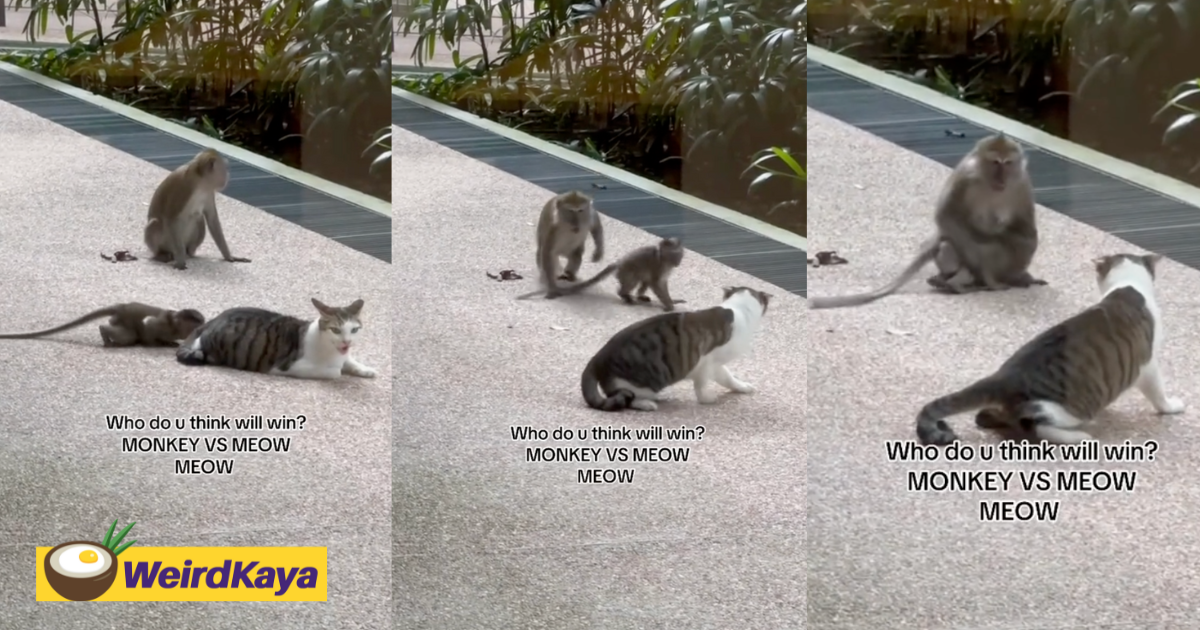 Monkey tries to sniff cat at s'porean uni, regrets it immediately  | weirdkaya