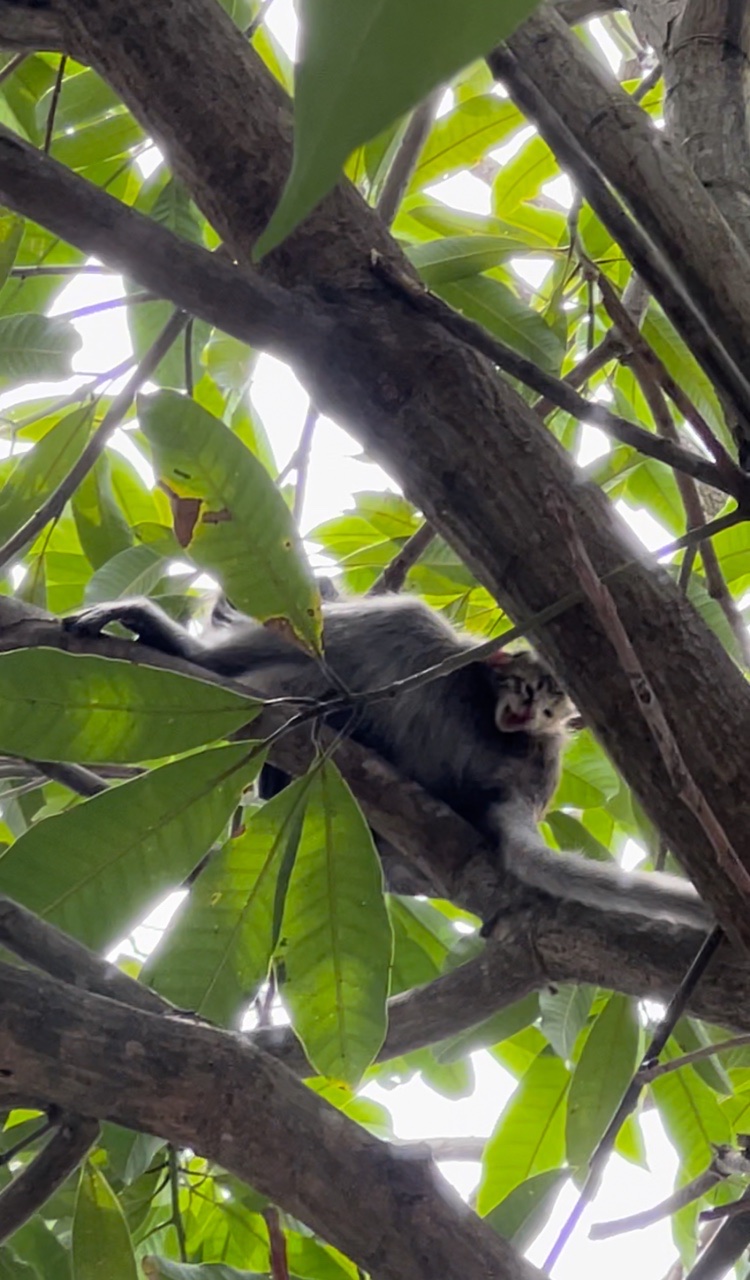 Female cat remains calm even after cheeky monkey snatches her kitten away | weirdkaya