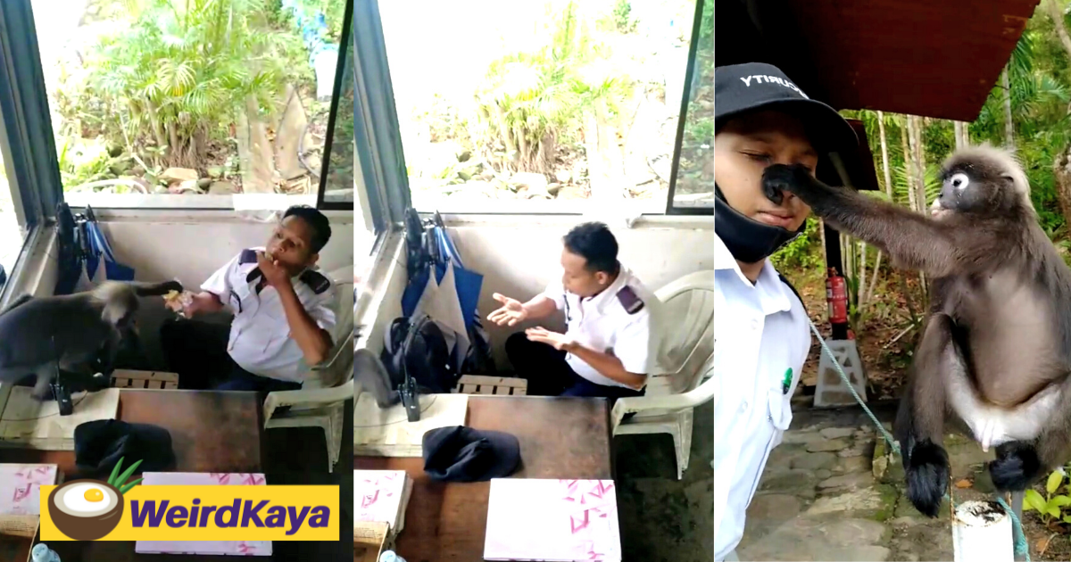 [video] security guard's encounter with cheeky dusky leaf monkey goes viral online | weirdkaya