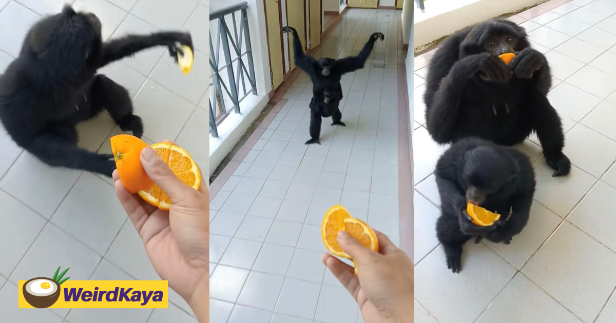 M’sian man feeds oranges to hungry monkeys who came running to him | weirdkaya