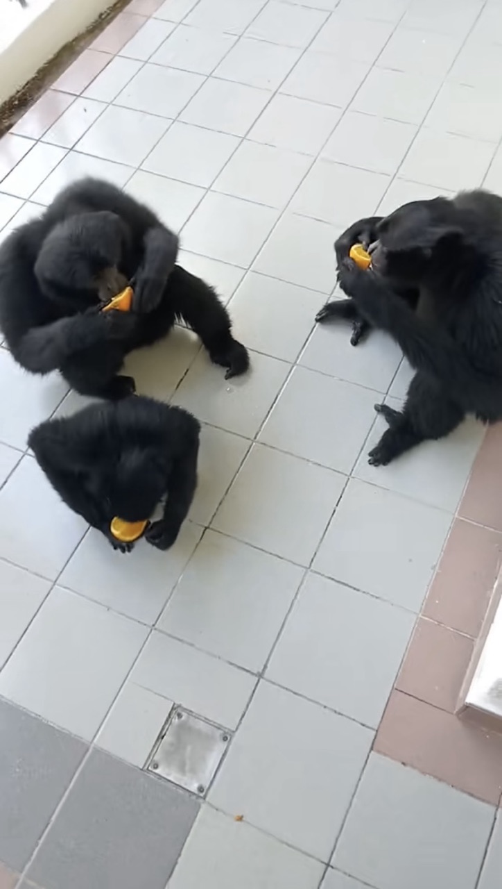 M’sian man feeds oranges to hungry monkeys who came running to him | weirdkaya