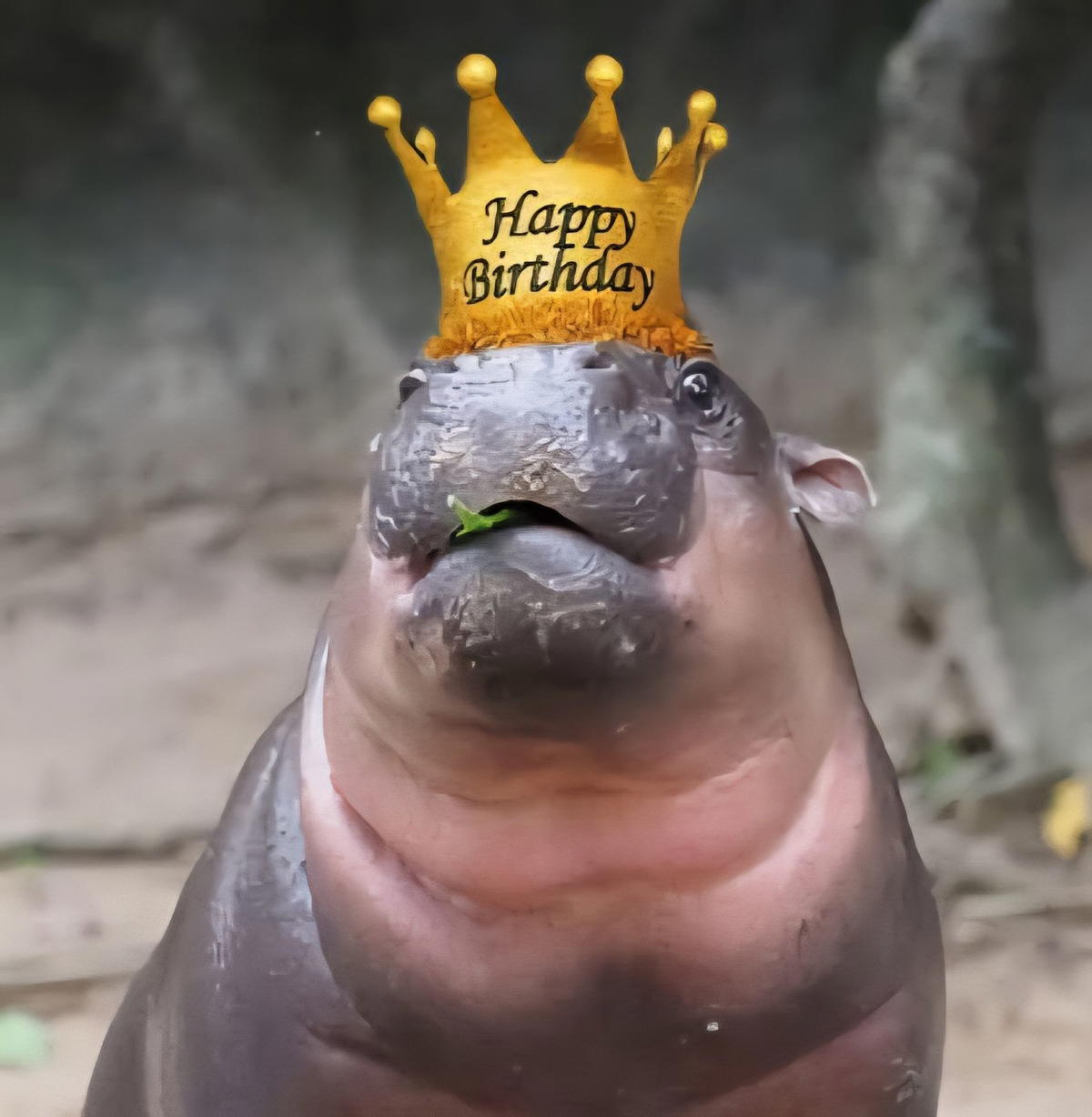 moo deng 1yo birthday happy birthday