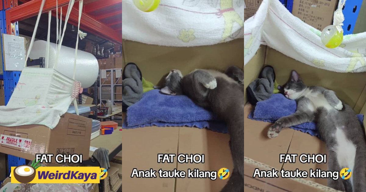 M'sian netizens amused by cat peacefully napping in box swing at factory | weirdkaya