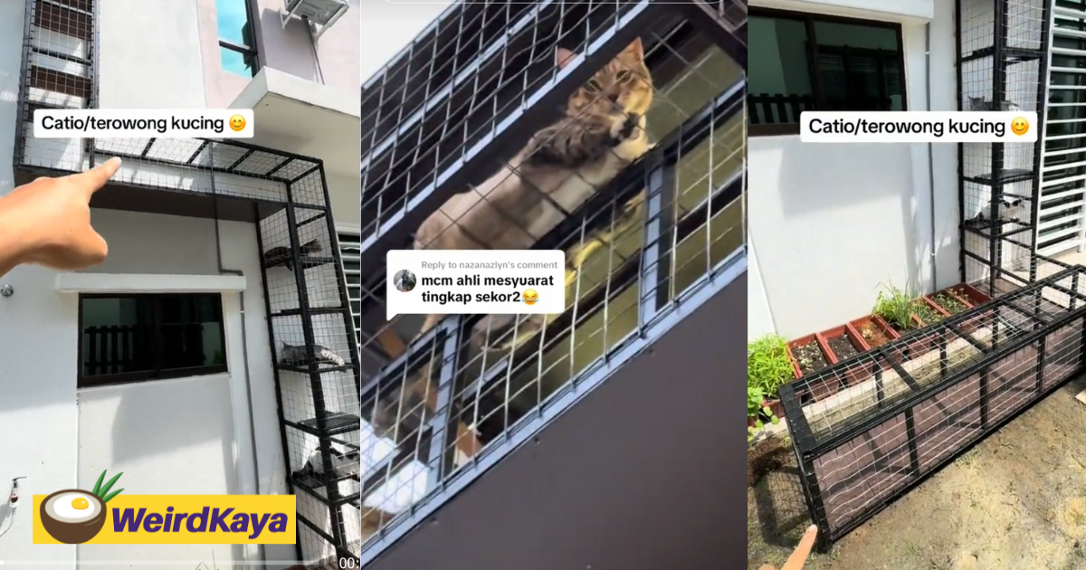 M'sian builds outdoor 'tunnel' for cats to have access to fresh air without them running away | weirdkaya