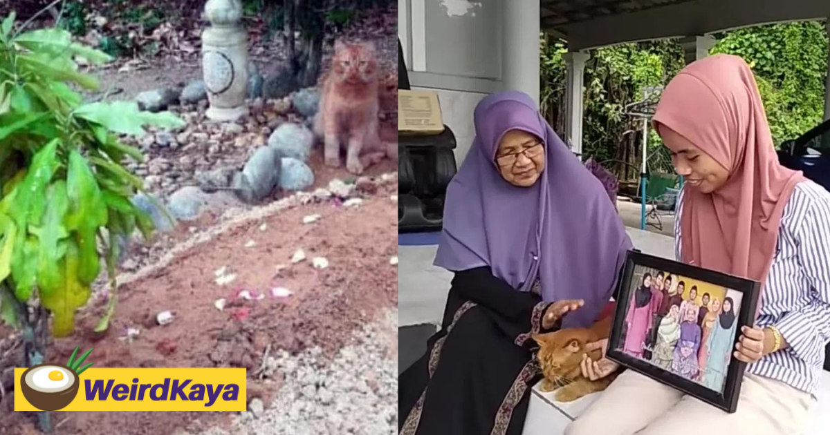 M’sian cat 'nana' still visits his late owner’s grave 5 years after his passing  | weirdkaya