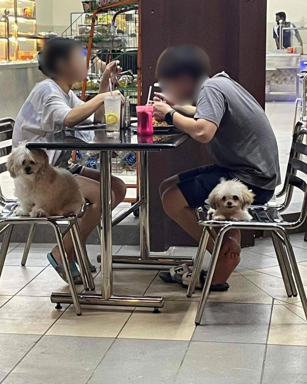 M'sian Couple brings dog to mamak restaurant 2