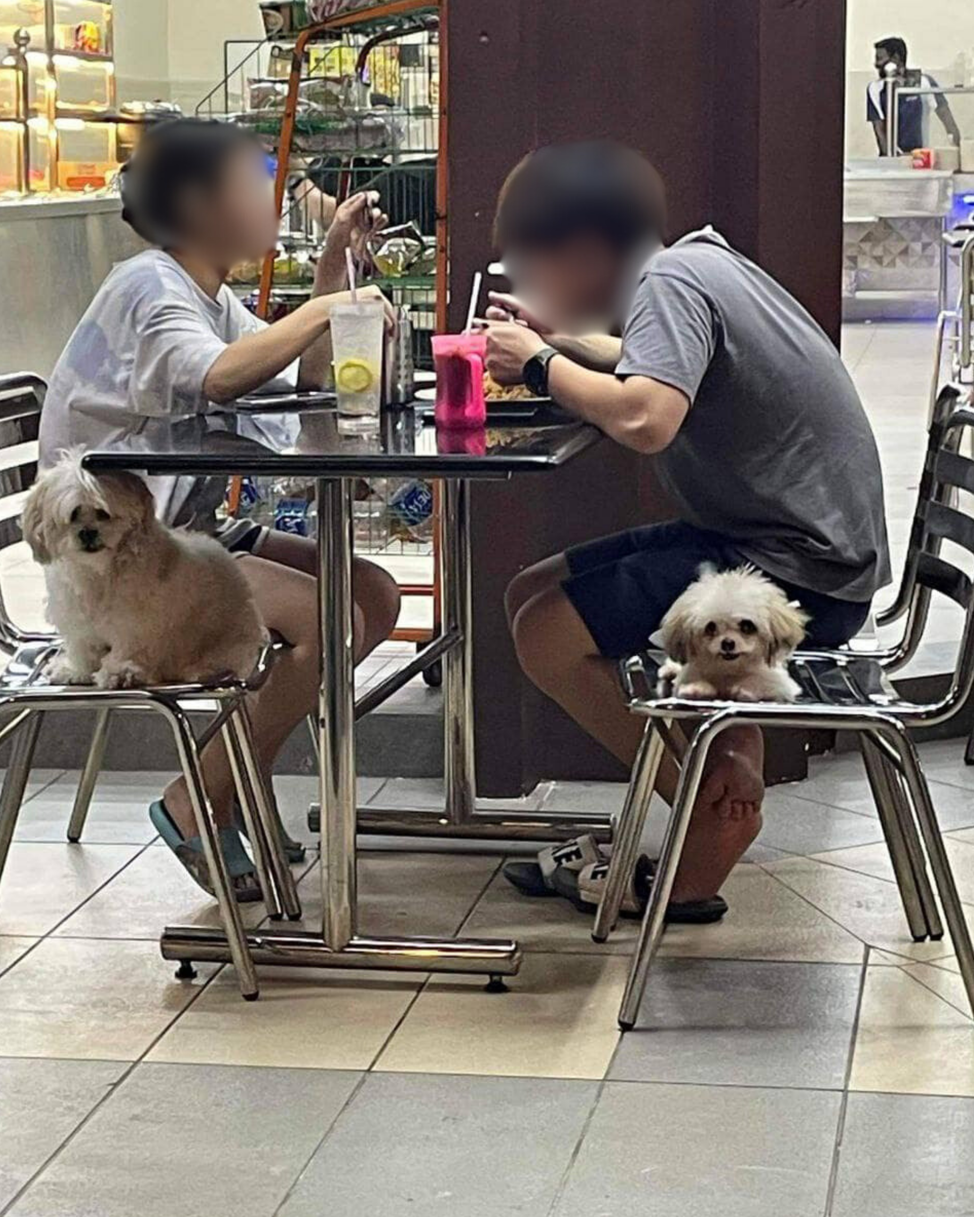 M'sian couple brings dog to mamak restaurant 2