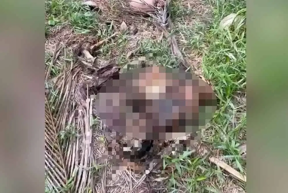 msian discovers human skeleton oil palm plantation remains