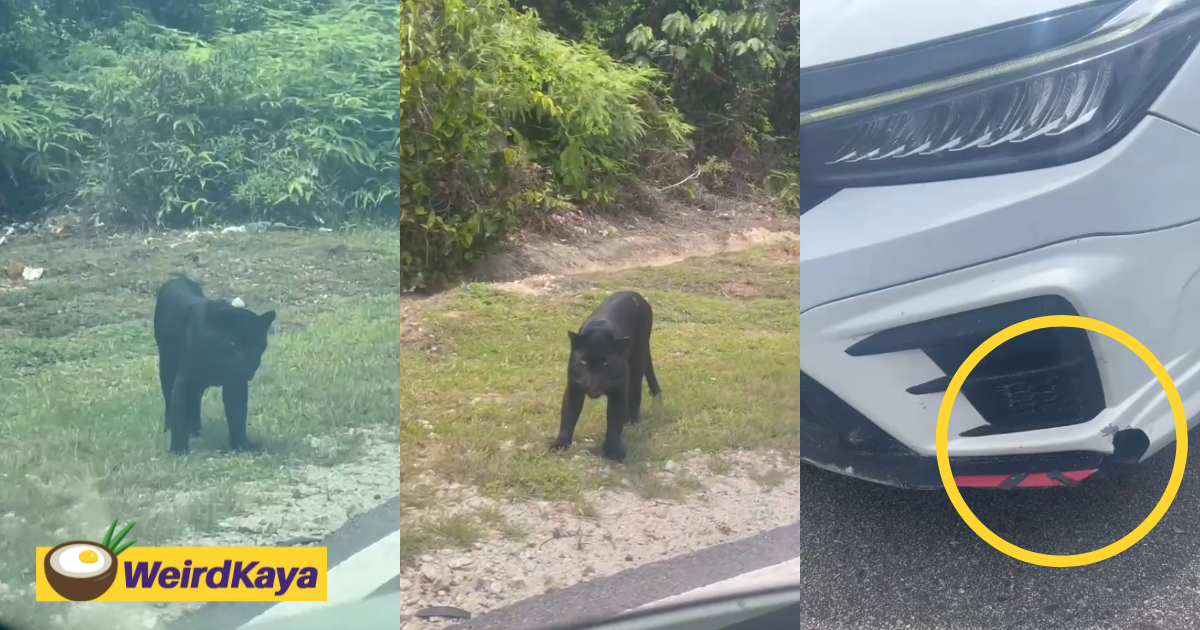 M'sian driver hits black panther in terengganu but it escapes unscathed | weirdkaya