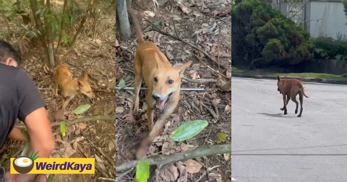 M’sian Father-Daughter Duo Save Trapped Puppy After Hearing Its Cries From Forest | WeirdKaya