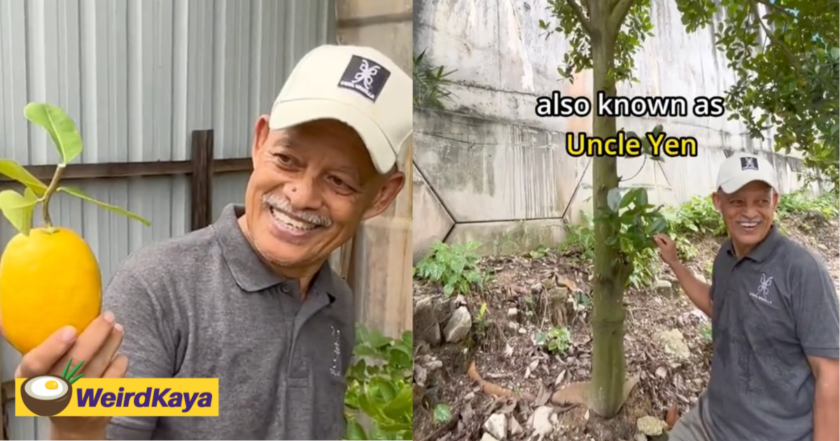 M'sian father sets up urban orchard to cope with his son's passing  | weirdkaya