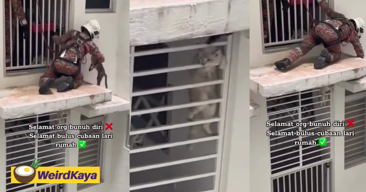 M'sian firefighters save 3 mischievous cats that tried to run away from home at a high-rise building | weirdkaya