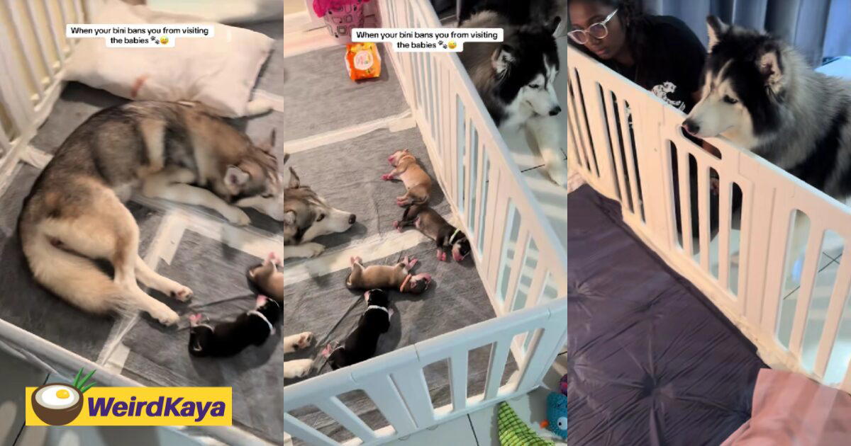 M’sian Husky Dad ‘Banned’ From Seeing Newborn Puppies, Wife Growls Every Time He Tries To