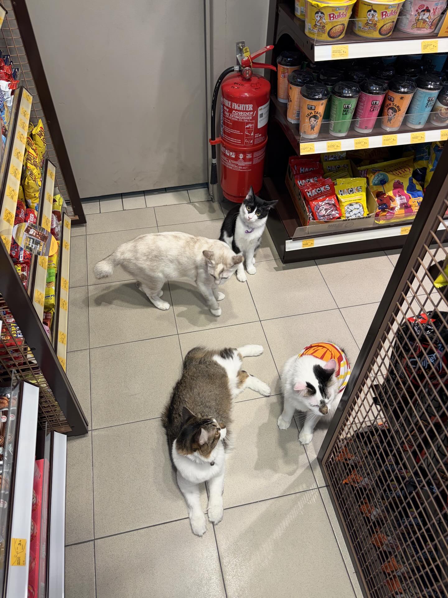 M’sian Jokes About Reporting “Lazy Shell Cat Staff’” As 4 Of Them Were Caught Lepak-ing In Store