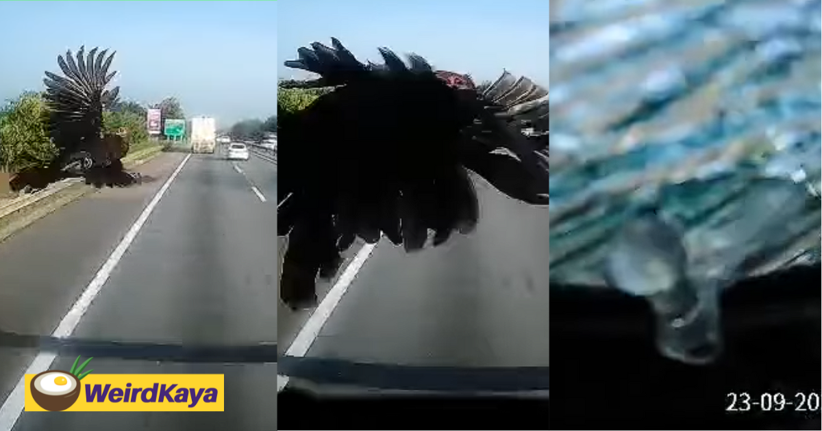 M'sian lorry driver shocked by chicken flying into windscreen & shattering it | weirdkaya