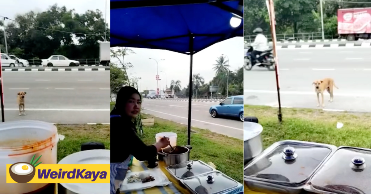 M'sian Mak Cik Feeds Nasi Lemak To Stray Dog Who Comes Every Day, Wins Praises Online