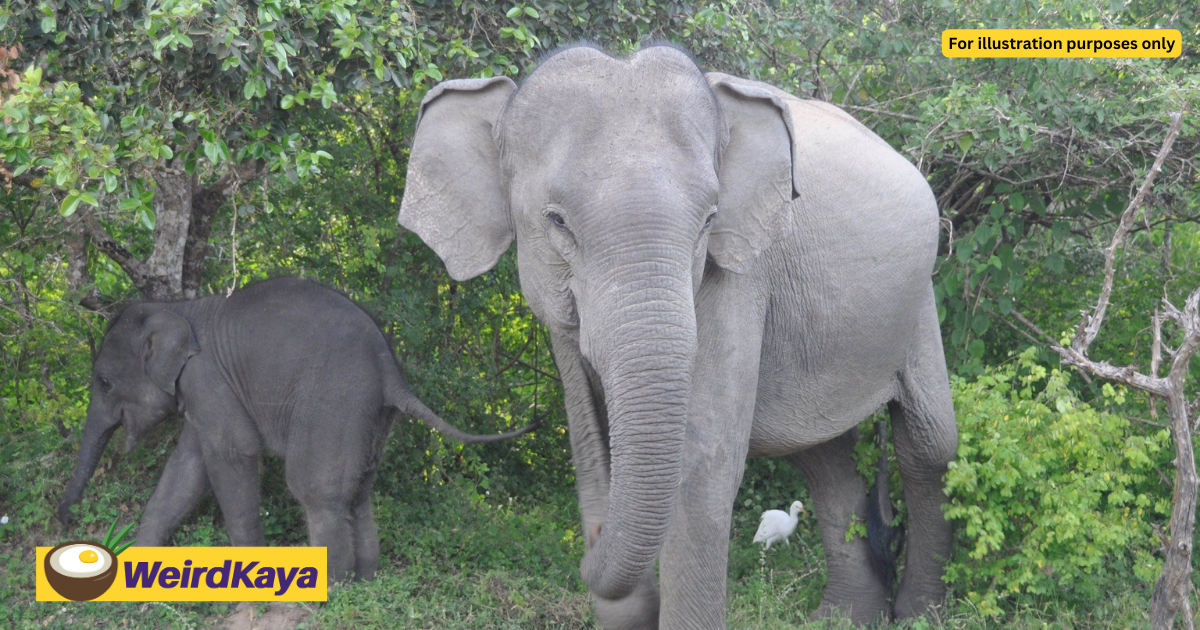 M'sian Man Attacked By Elephant While Pooping Beside River Near Gerik-Jeli East-West Highway
