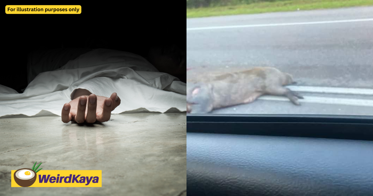 M'sian man dies after motorcycle collides with dead pigs scattered on the road | weirdkaya