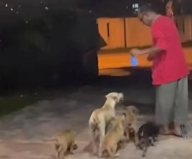 'i'm just showing them love' — m'sian man feeds stray dogs who often roam near his house | weirdkaya