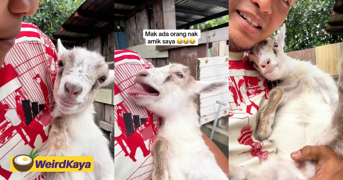 M’sian man jokingly teases his goat & its reaction wins netizens’ hearts | weirdkaya