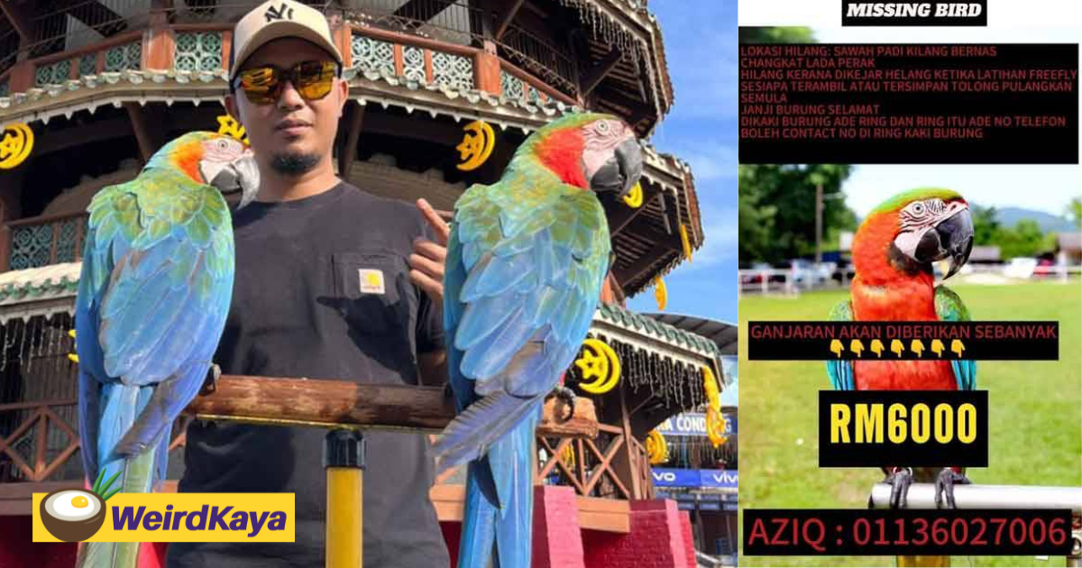 M'sian man offers rm6,000 reward for parrot lost in eagle chase | weirdkaya