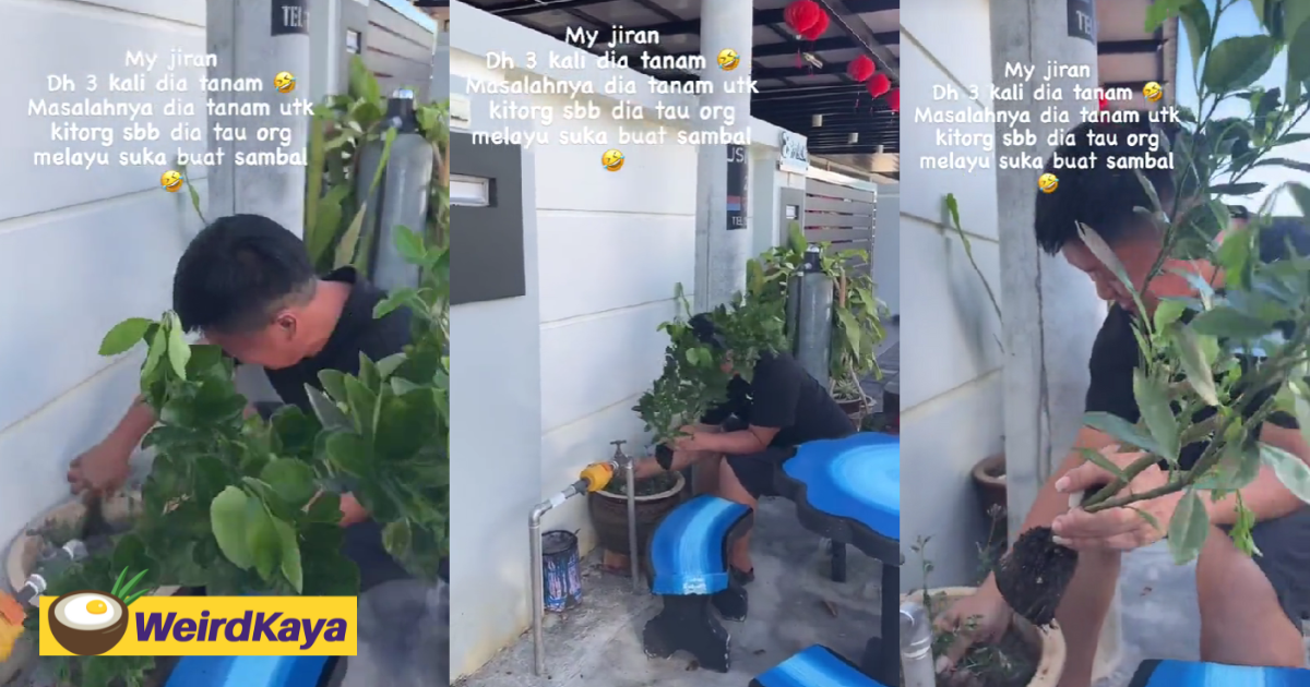M'sian man quietly helps neighbour take care of her lime tree whenever she's not around | weirdkaya