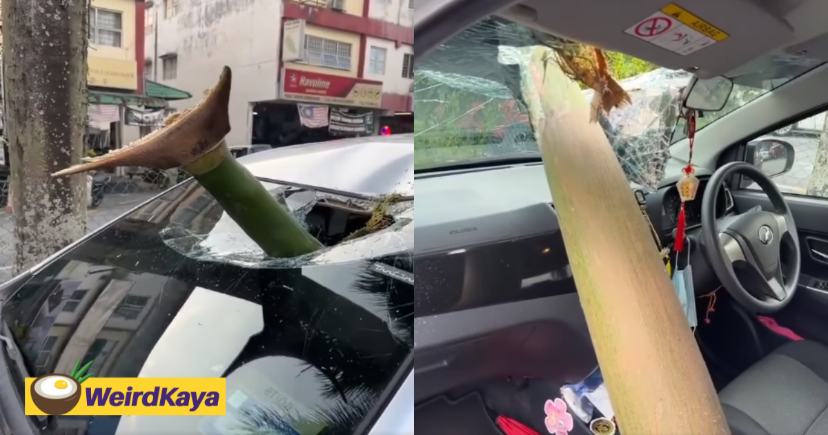 M'sian man shocked to find pinang tree branch pierced right through car windscreen | weirdkaya