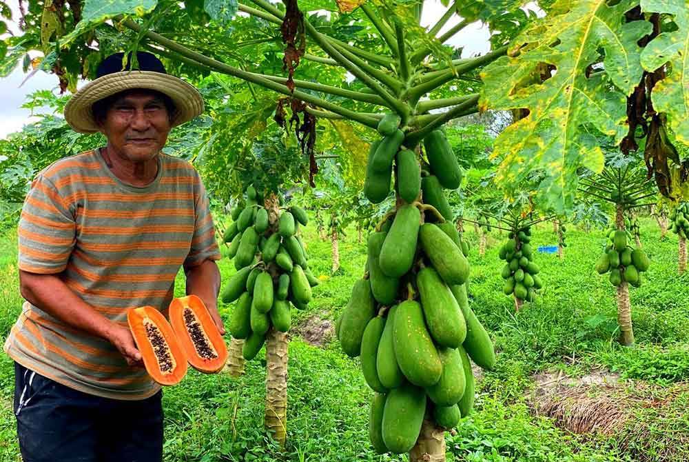 Msian man showing papaya food