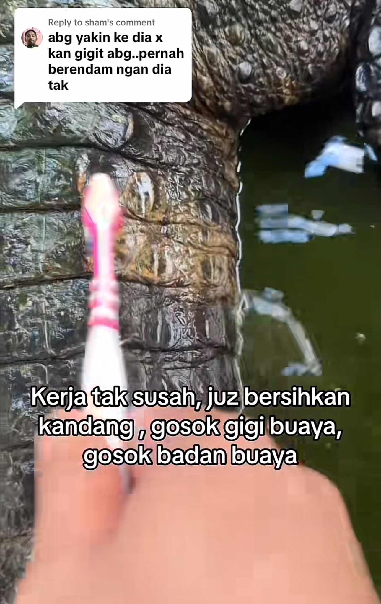 Msian man shows how he brushes his crocodile's back