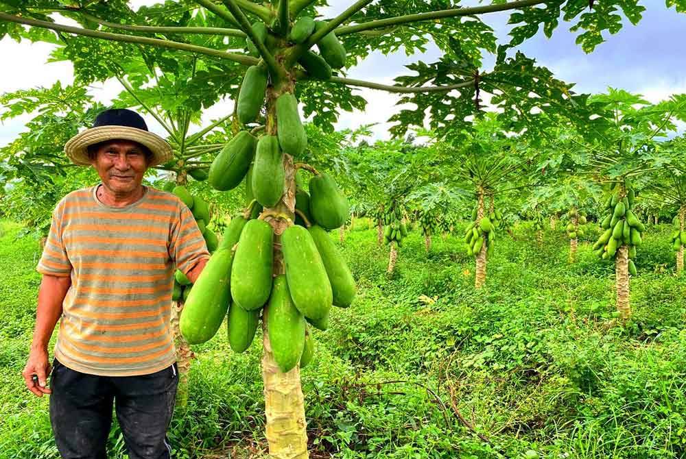 Msian man standing beside his papaya tree