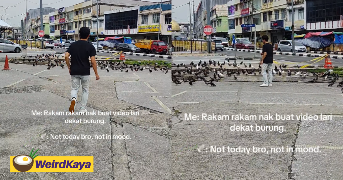 M'sian man tries to make a cool video, pigeons have other plans | weirdkaya