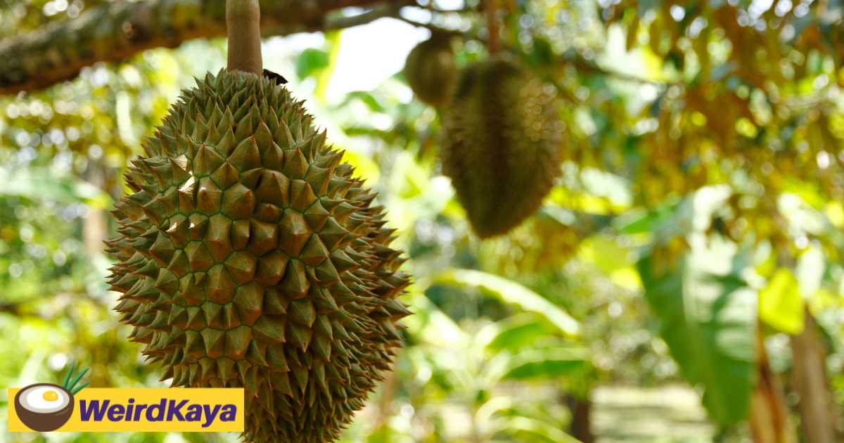 M'sian man who lost rm150k to telephone scam hangs himself & dies at durian garden  | weirdkaya