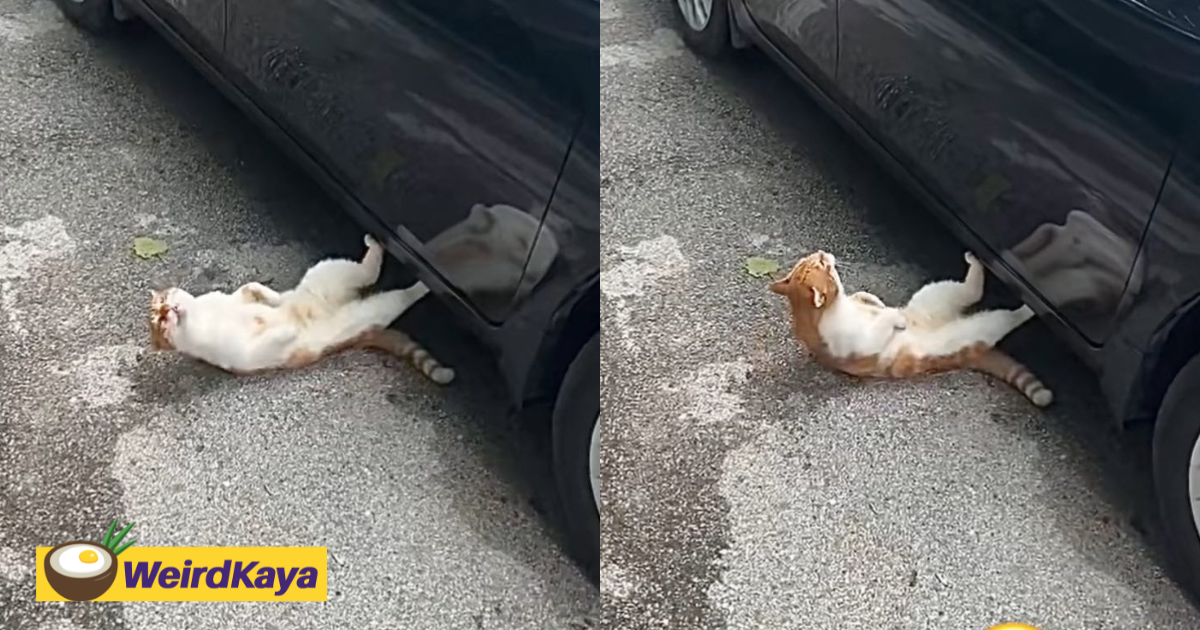 M'sian Netizens Amused By Cat Doing Crunches On The Road With Legs Propped On A Car