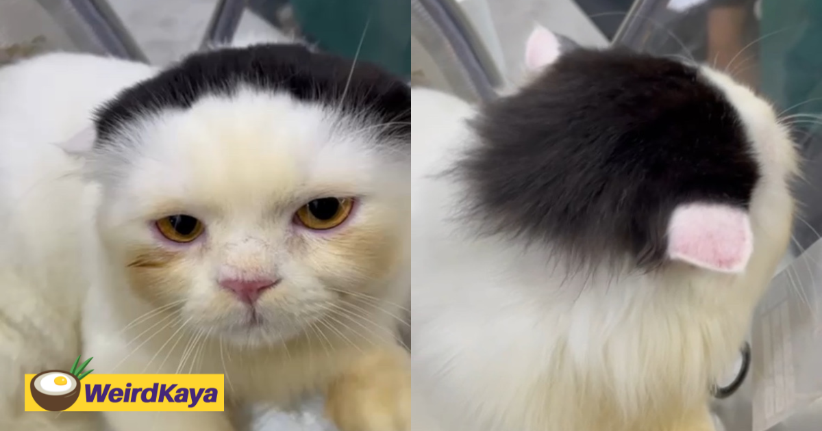 M’sian Netizens Amused By Cat Rocking A Mullet Hairstyle—It's Too Cute!