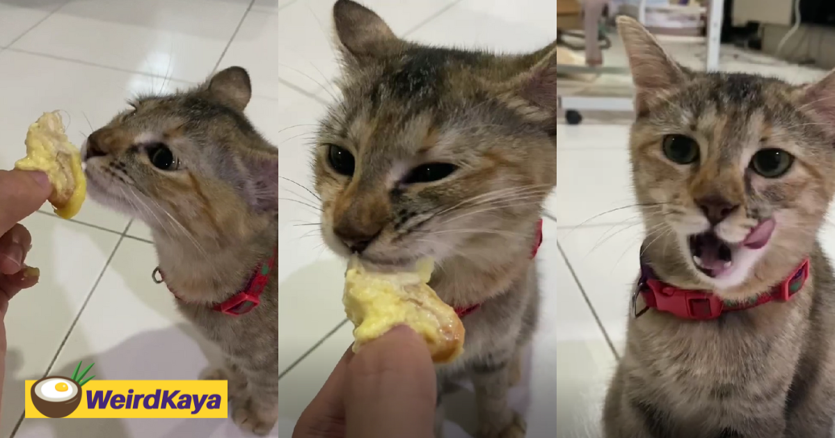 M'sian owns a cat that absolutely loves durians & would ask for a taste every time | weirdkaya