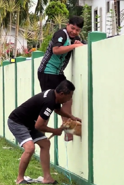 Msian pulling cat from teh wall's hole