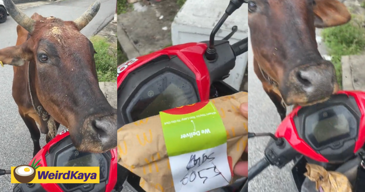 M’sian rider meets hilarious four-legged 'customer' which almost ate up delivery order | weirdkaya