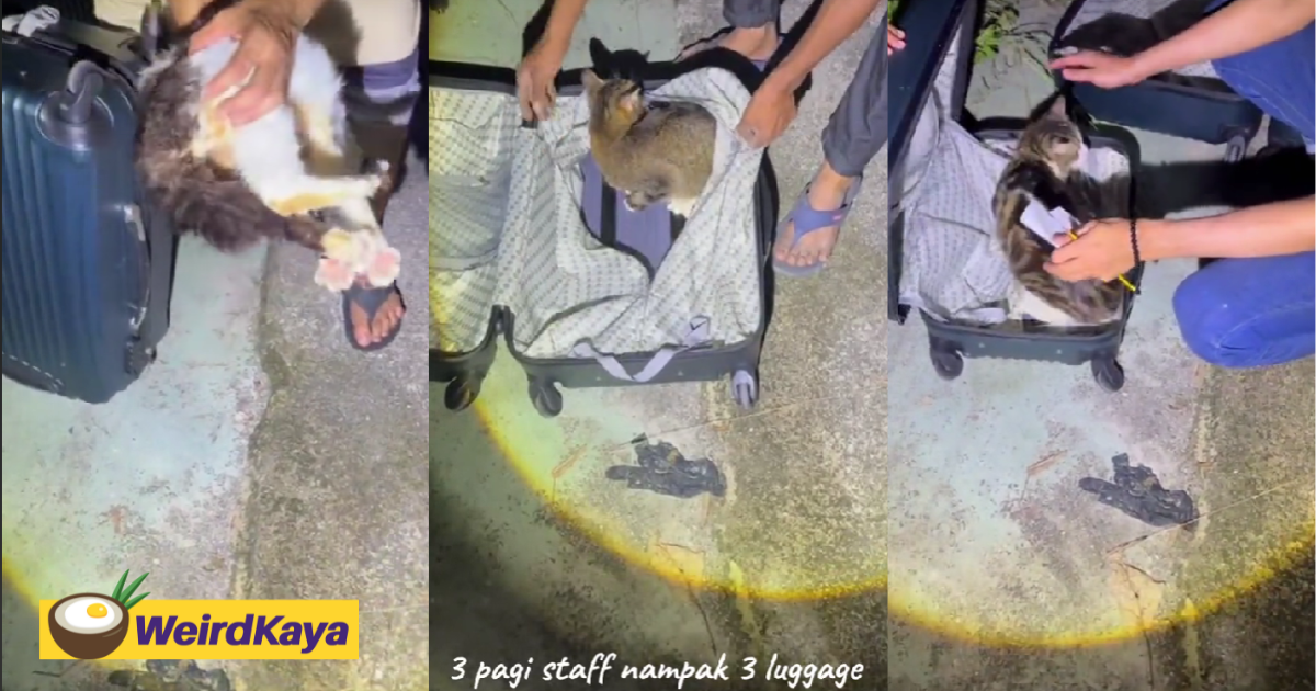 M'sian saves 8 cats found dumped by the roadside inside suitcases for hours | weirdkaya
