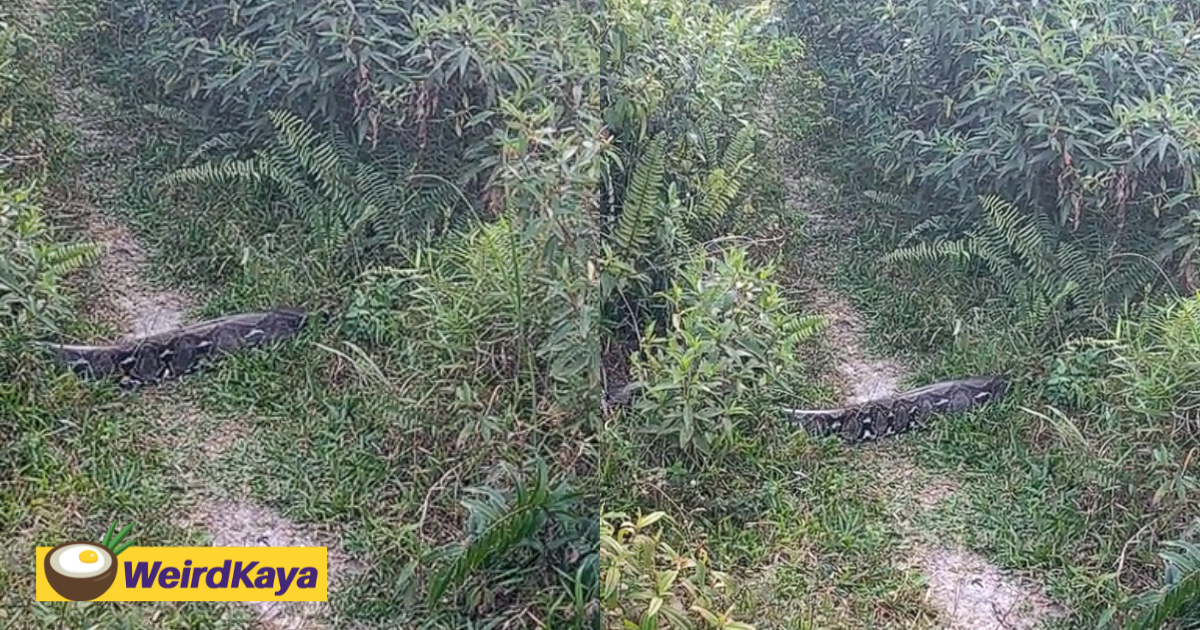 M'sian shares encounter with giant python crossing the road, some think it’s fake | weirdkaya