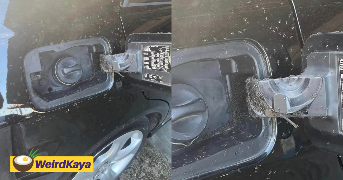 M'sian shocked to see her car turn into an ant nest after parking under a tree for days | weirdkaya