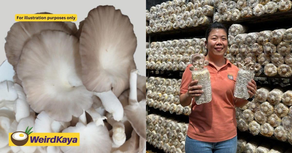 M'sian Woman Earns RM37K Monthly By Farming Oyster Mushrooms