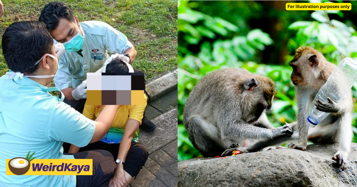 M'sian woman falls after she was attacked by monkeys at penang city park  | weirdkaya