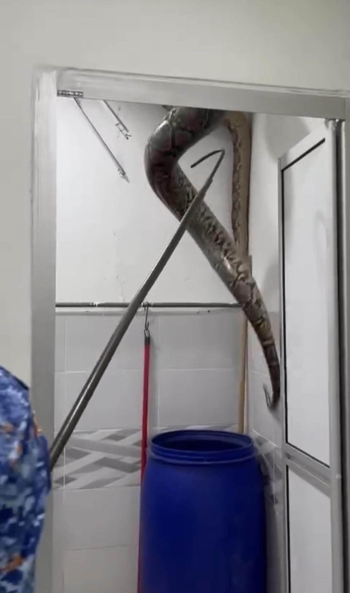 M’sian Woman Horrified After 60kg Python Falls Through Her Bathroom Ceiling